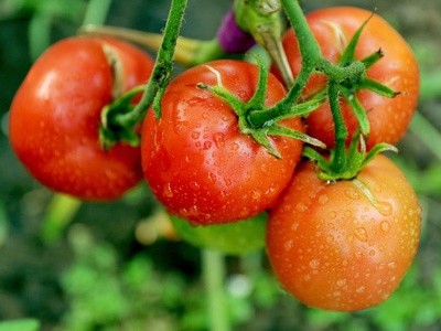 为什么肥料里面有“腐殖酸”效果就好?