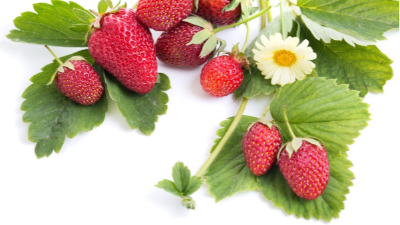 草莓：三月份草莓管理要点，该如何做?