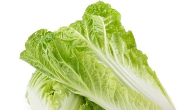 引起白菜烂根的原因是什么?如何防治?