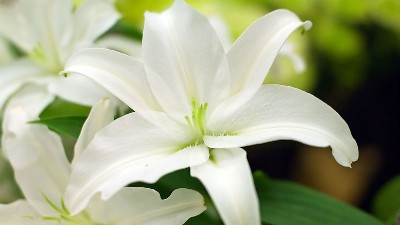 百合田间管理技巧