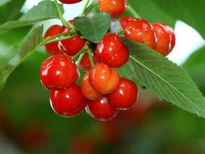 磷酸二氢钾能和<i style='color:red'>钙肥</i>、硼肥一起混用吗？
