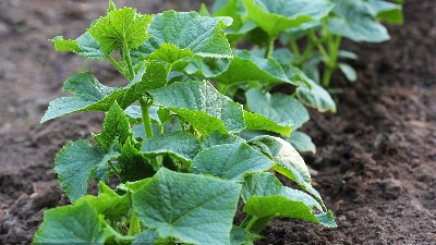 蔬菜喷施微肥要注意六点