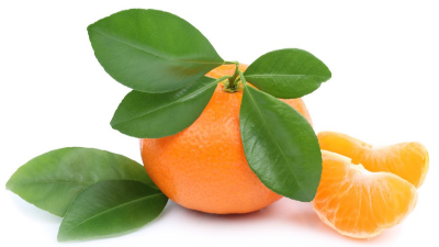 柑橘转色期返青什么原因?如何预防?