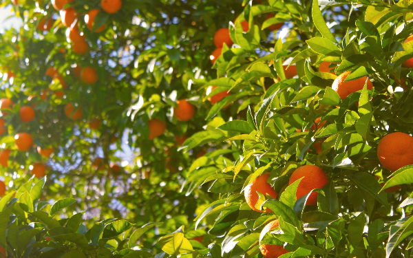 柑橘膨果.png