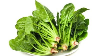 种菠菜几天出苗?种菠菜怎么浇水?