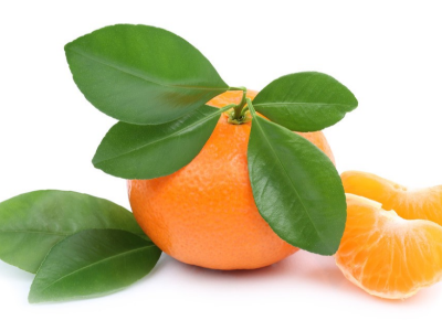 春季多雨，柑橘灰霉病要怎么防治?