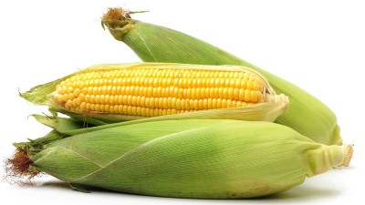 玉米浇水的最佳时间