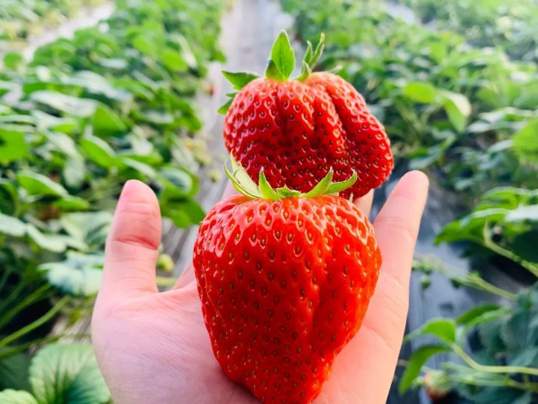 草莓膨果.jpg