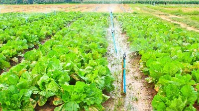 平衡型大量元素水溶肥的优势及作用是什么?